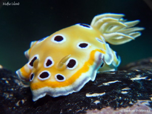 Chromodoris geminus by Stéphane Primatesta 
